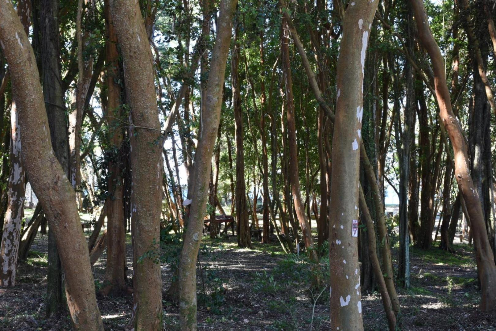 Playa Hermosa Y Bosque * Puerto Varas